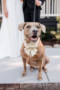 dong wearing a bow with bride and groom in the background