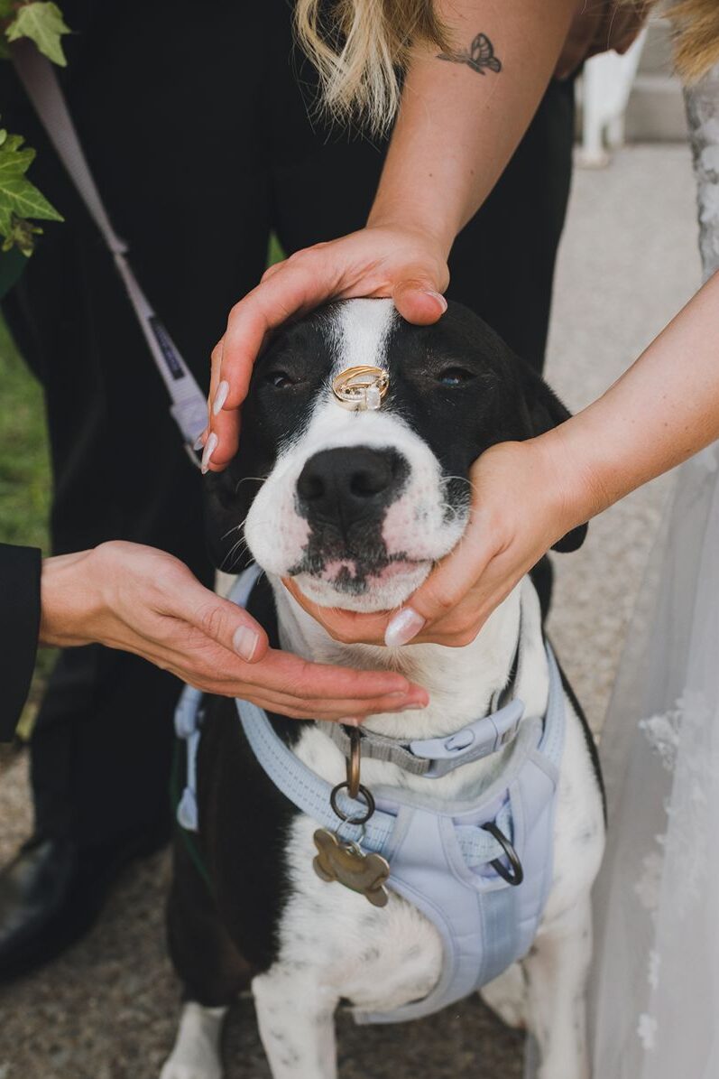 Engagement ring sitting on dog's nose